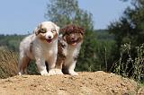 BERGER AUSTRALIEN PUPPIES 067